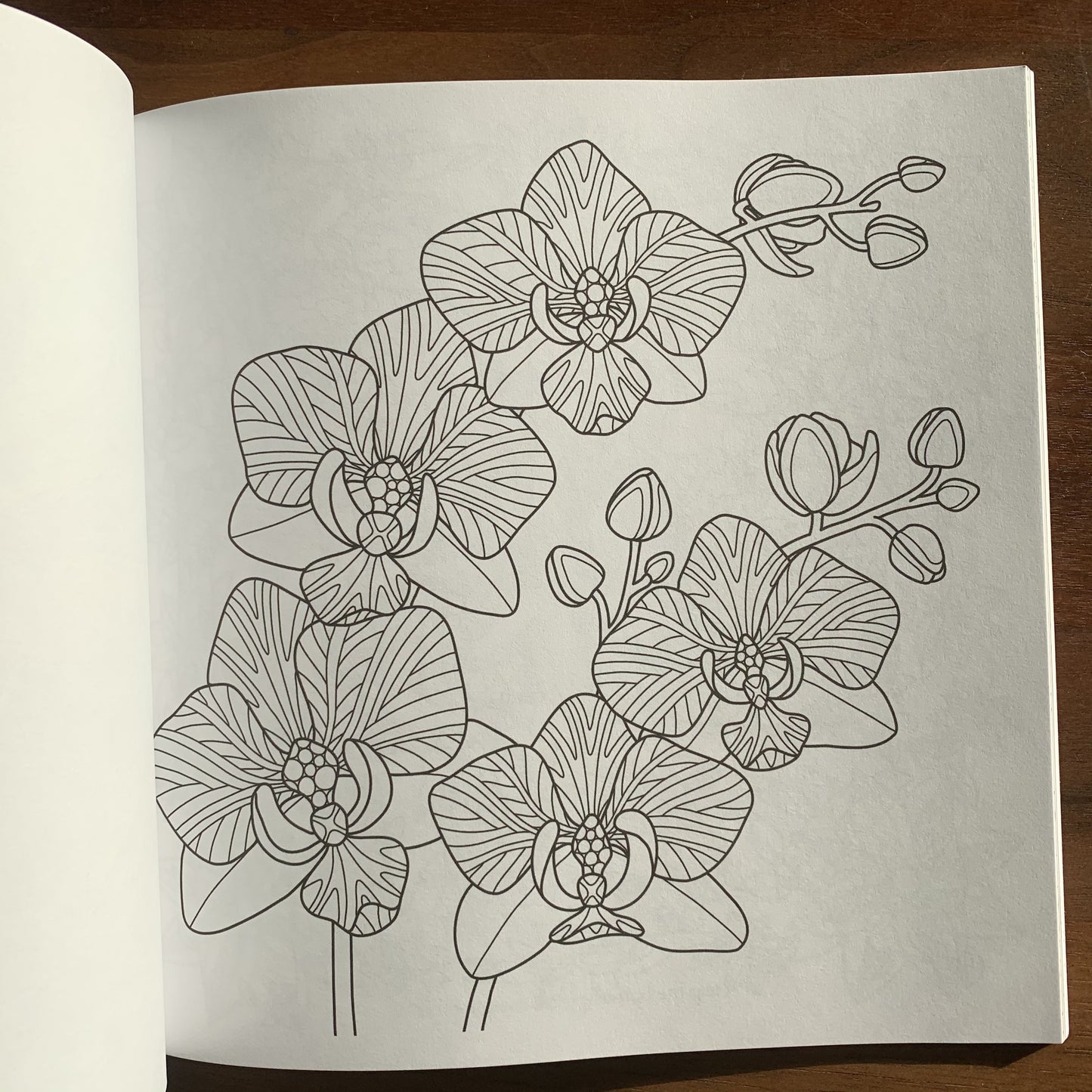 colouring book page with orchids